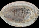 Triassic Fossil Fish In Nodule - Madagascar #53661-2